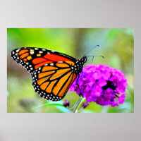 Monarque papillon grignoter sur nectar- photo post
