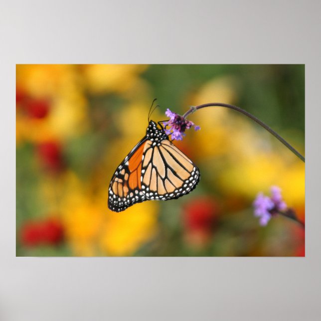 Poster Monarque papillon s'arrête pour le pollen (Devant)