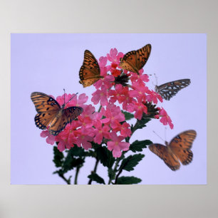 Poster Monarques et Penta rose