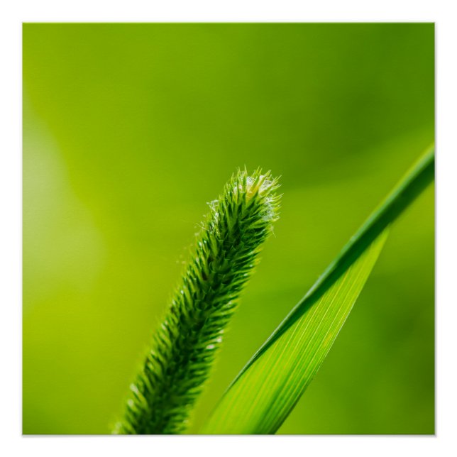 Poster Monde vert (Devant)