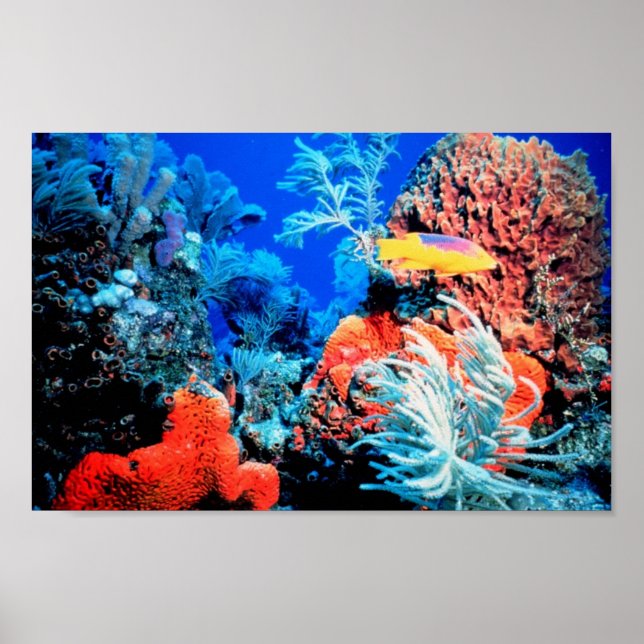 Poster Mondial Coral Reef (Devant)