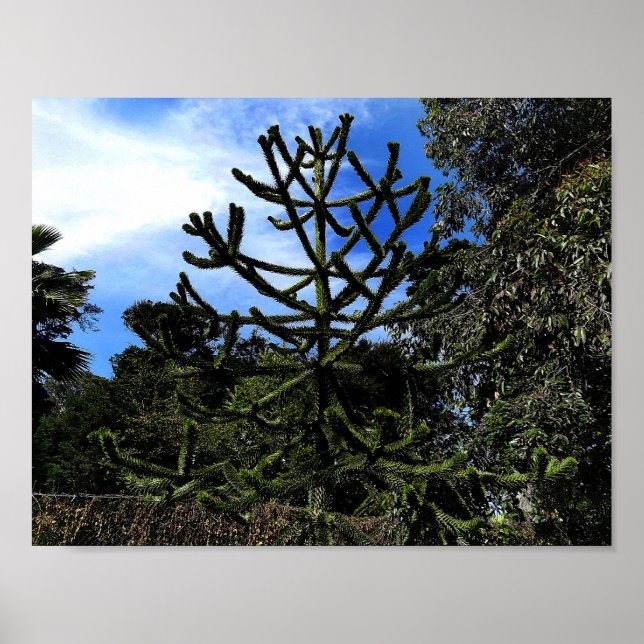 Poster Monkey Puzzle Tree #1 (Devant)