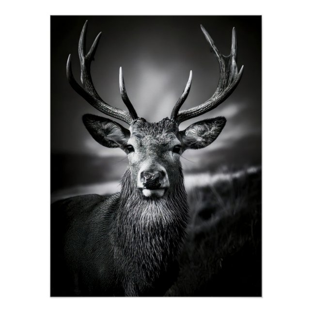 Poster Monochrome Stag Portrait with Impressive Antlers (Devant)