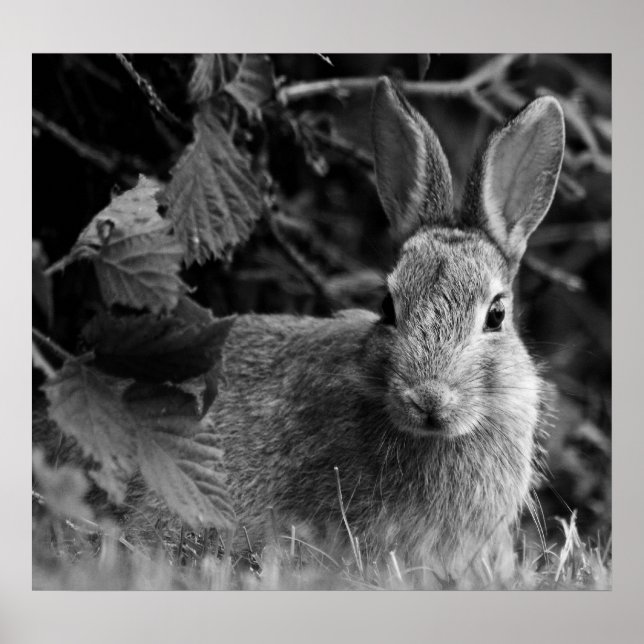 Poster MonoLapin (Devant)