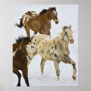 Poster Montagnes Big Horn, Chevaux courant dans la neige
