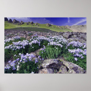 Poster Montagnes et fleurs sauvages dans une prairie alpi
