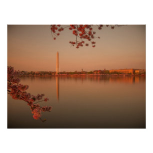 Poster Monument de Washington Sakura au coucher du soleil