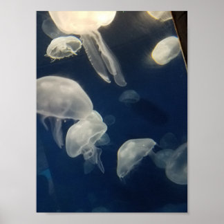 Poster Moon Jellies