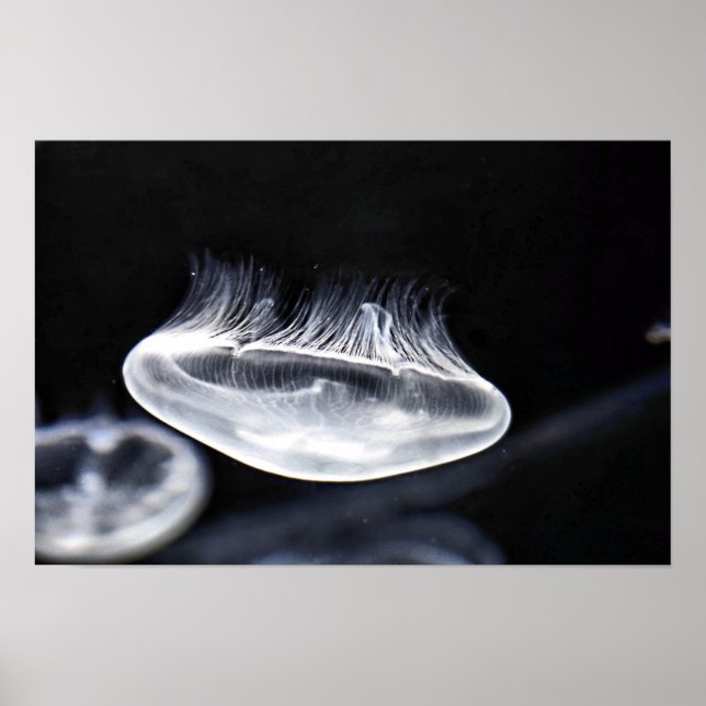 Poster Moon Jellyfish (Devant)