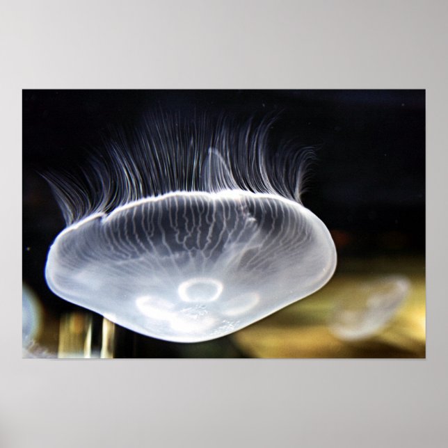 Poster Moon Jellyfish (Devant)