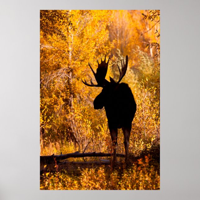 Poster Moose (Devant)