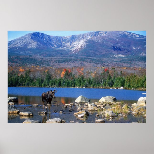 Poster Moose et Mont Katahdin (Devant)