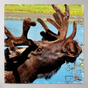 Poster Moose Imprimer