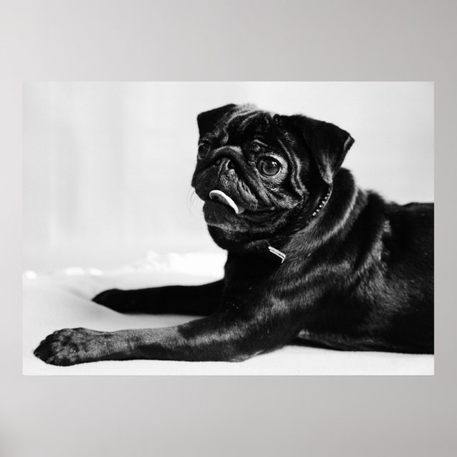 Poster Mops (Devant)