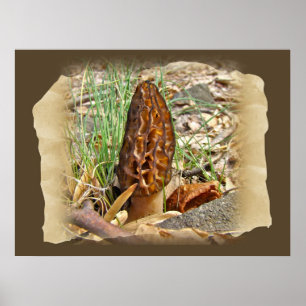 Poster Morel Mushroom