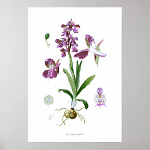 Poster Morio d'Orchis