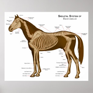 Poster Morphologie et système locomoteur d'un cheval