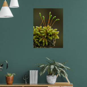 Poster Moss