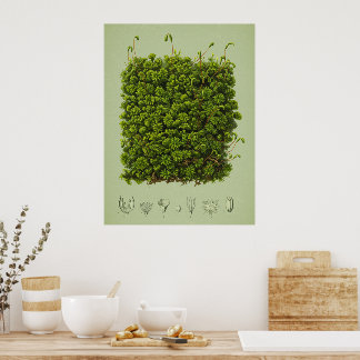 Poster Moss