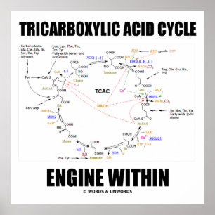 Poster Moteur de cycle acide tricarboxylique dans le cycl