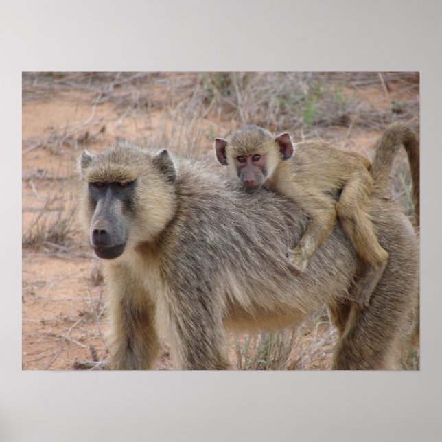 Poster Mother and Baby Baboon (Devant)