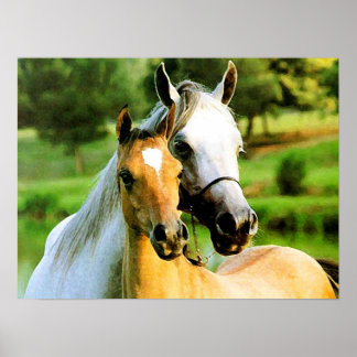 Poster Mother and Foal