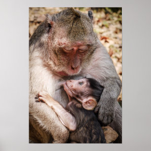 Poster Mother & Baby Monkey