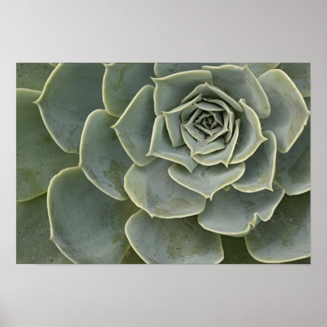 Poster Motif de cactus (Devant)