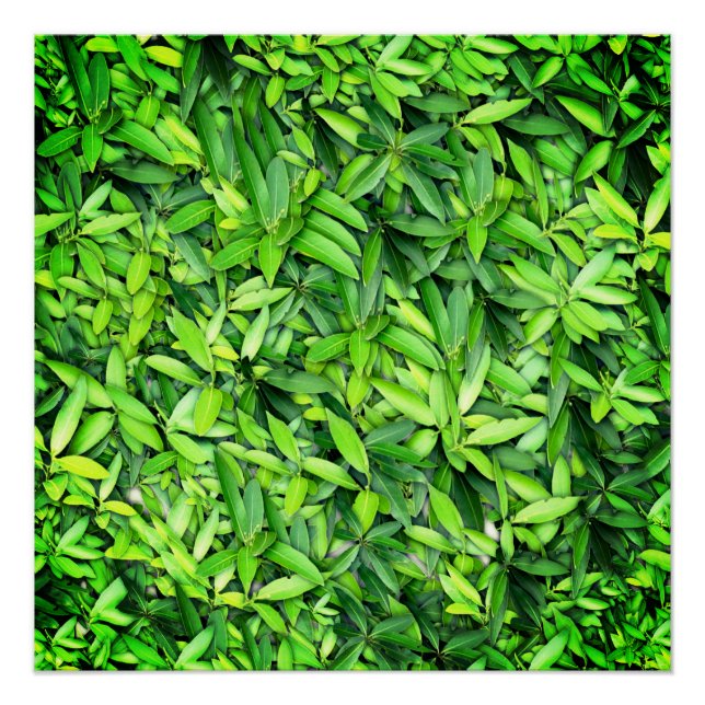 Poster Motif Feuille verdoyant - Nature Botanique (Devant)