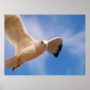 Poster Mouette