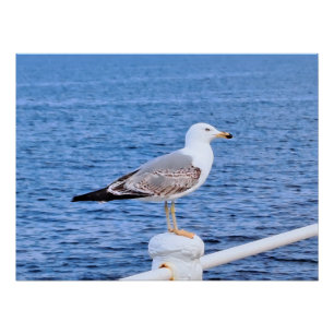 Poster Mouette Constanta Roumanie – Photographie de la me