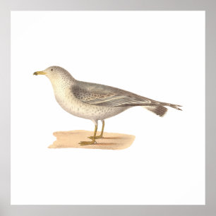 Poster Mouette d'Amérique commune (Larus zonorhyncus)