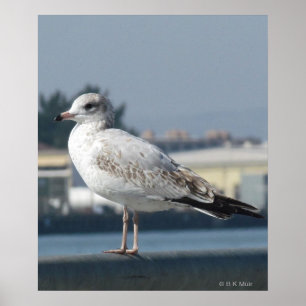 Poster - Mouette sur la montre