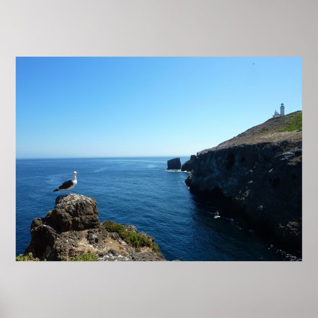 Poster Mouette sur l'île d'Anacapa dans les Channel Islan (Devant)