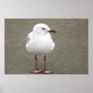 Poster Mouette sur une plage de sable