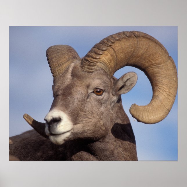 Poster mouflon canadien, mouflon d'Amérique, Ovis canaden (Devant)