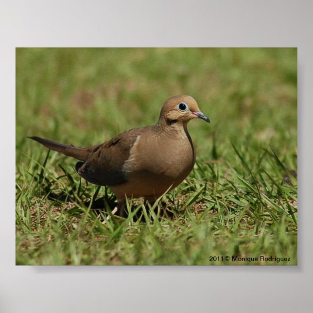 Poster Mourning Dove (Devant)