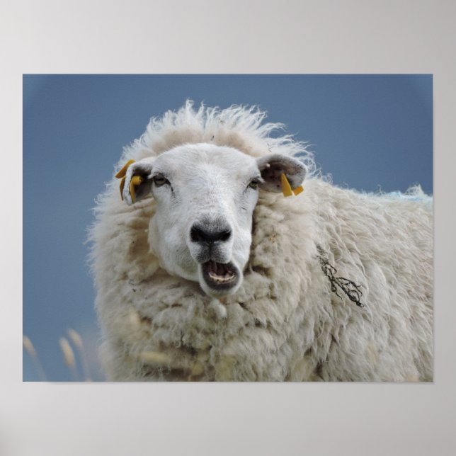 Poster mouton fun (Devant)