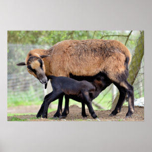 Poster Moutons au Cameroun et agneau à lait