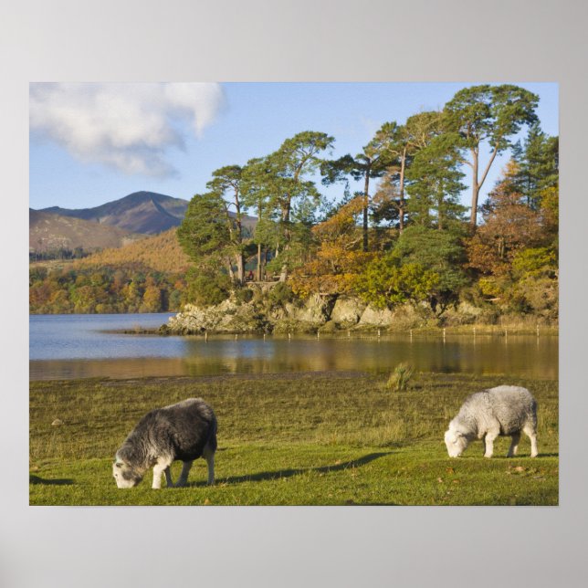 Poster Moutons Herdwick à Friars Crag, Derwentwater, 2 (Devant)