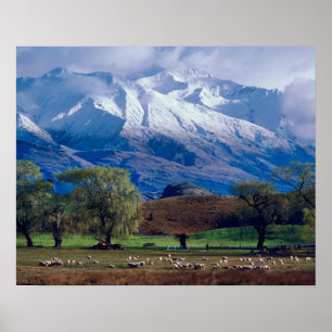 Poster Moutons paissant sous les monts Harris enneigés