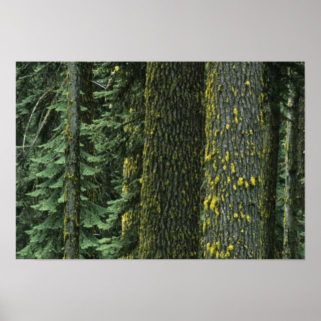 Poster Mt. Ashland, forêt nationale de Rogue River, (Devant)
