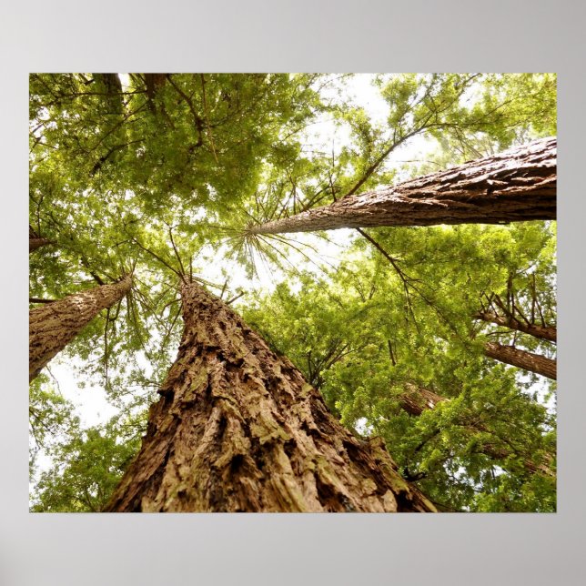 Poster Muir Woods (Devant)