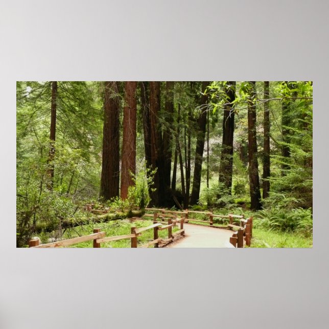 Poster Muir Woods Chemin I Nature Photographie (Devant)