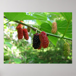 Poster Mulberry rouges