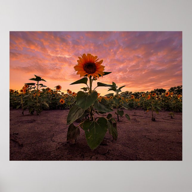 Poster mural 24x18 (Devant)