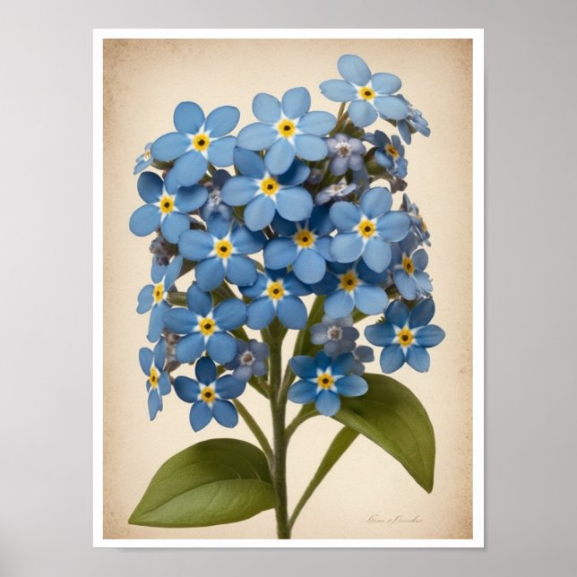 Poster mural Belle Poster de fleurs Forget-Me-Not (Devant)