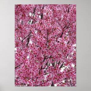 Poster mural japonais en fleurs de cerisier