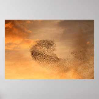 Poster Murmuration de Starlings Imprimer