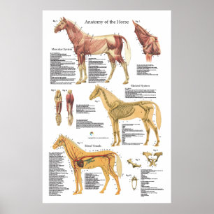 Poster Muscle de cheval Anatomie squelettique Organigramm